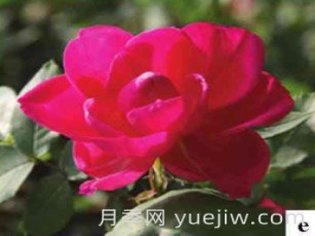 天山之星月季