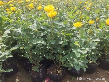 月季又细又长怎么办？如何让月季长得矮壮？
