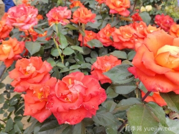 月季花施肥需要注意什么？