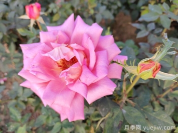 月季：曾陪桃李开时雨，仍伴梧桐落后风