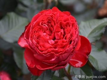茶花女月季