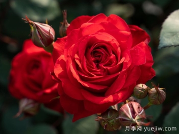 火玲珑月季