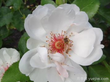杰奎琳杜普蕾月季