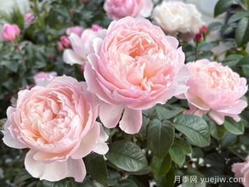 盈盈粉月季