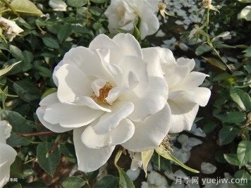 藤冰山月季