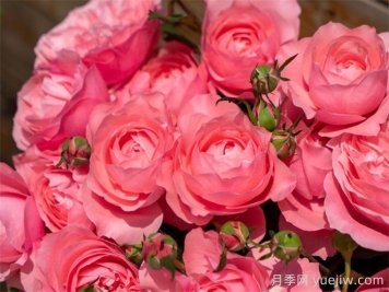 蜜语月季
