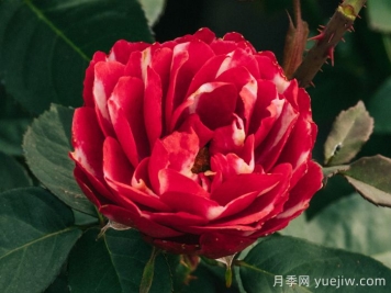 彤霞月季
