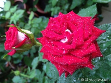 自由钟月季/费城自由之钟