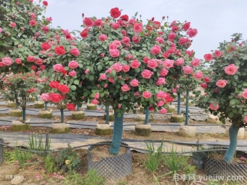 打造有品位的庭院花园景观