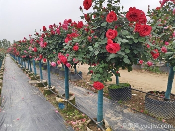 公园和景区树状月季，树状月季苗批发基地