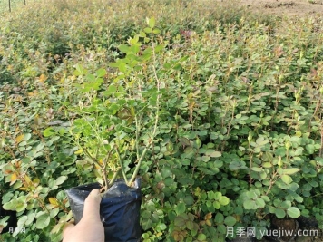 盆栽月季入春后死亡的原因是什么？