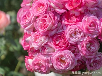芋圆月季