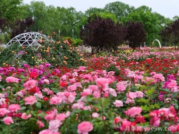 月季名园:石家庄市植物园玫瑰月季园 月季名园:石家庄市植物园玫瑰月季园