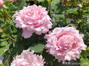 索菲罗莎月季有什么优点和缺点？