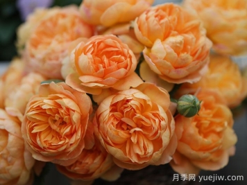 珠玑月季