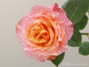 自由精灵月季/火灵鸟/自由主义