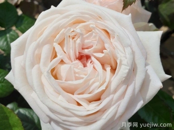 茴香酒夫人月季/拉瓦莱尔夫人/宏伟芬芳