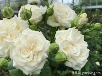 象牙流动月季