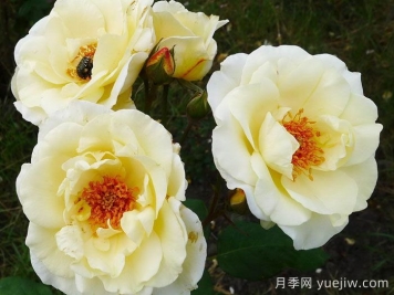 象牙时尚月季