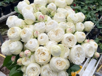 白色曼斯菲尔德庄园月季