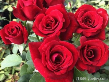 玫瑰品种有哪些？十大玫瑰花品种介绍