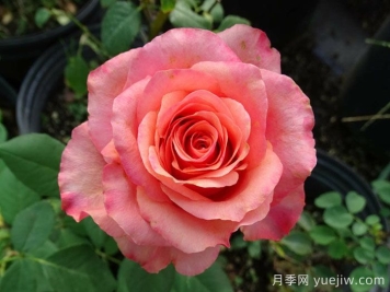 摇滚乐月季/硬式摇滚