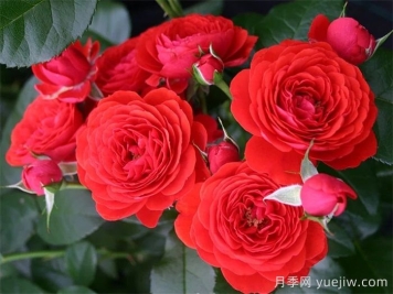 奇卡门廊月季/奇卡花环月季