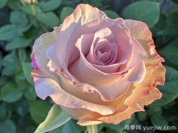 旋风月季
