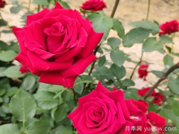 夏末秋初第一波月季花，能不能看？要不要留？