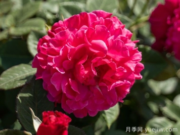 桃萼月季