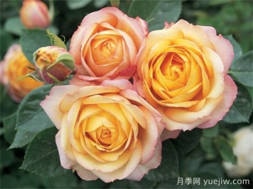 送玫瑰花的花语代表的意义