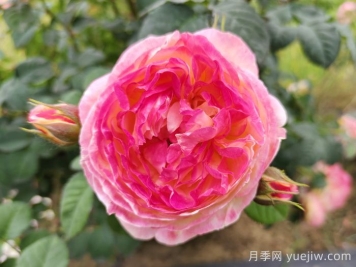 詹森月季/罗斯曼尼詹森月季