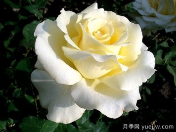 伊琳娜月季/埃琳娜/漂多斯月季