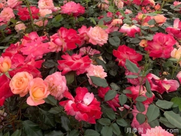 青春之歌月季