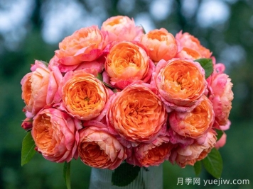 橘子月季