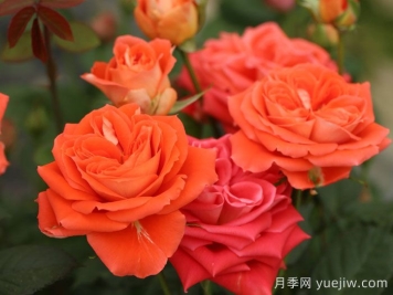 橘洲月季