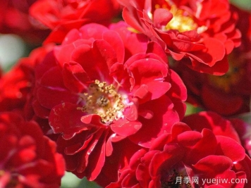 红仙女月季