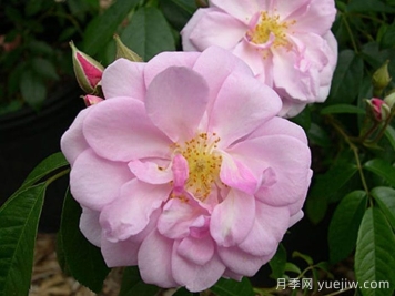 芮妮月季