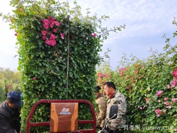 掌握苗木销售技巧,才能有源源不断的订单 掌握苗木销售技巧,才能有源源不断的订单