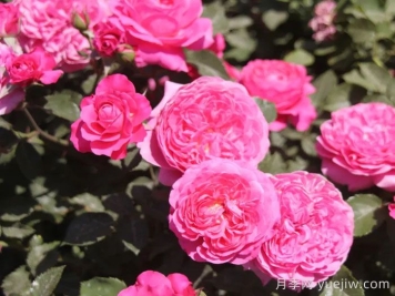 新时代月季