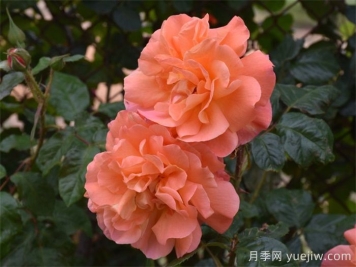 鞍山适合养月季花吗？市花和市树是什么？