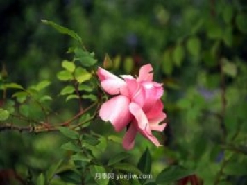让“丽江美人”——粉红香水月季开满上海