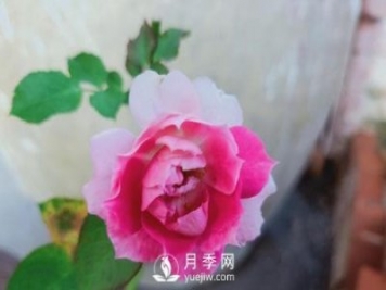 适合在广东的夏季种植的耐热月季有哪些？