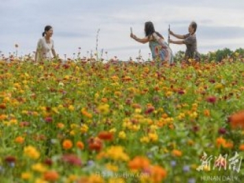 永州道县悦游花海 百日菊进入盛花期