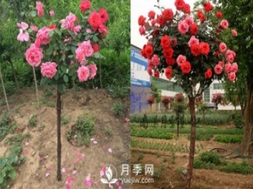 南阳树状月季基地提醒，尽量别在网上购月季树了