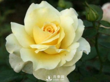 树状月季批发小常识：月季成长需要的五个条件
