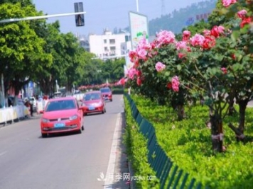 浙江玉环：绿化月季盛开 扮靓城市美景
