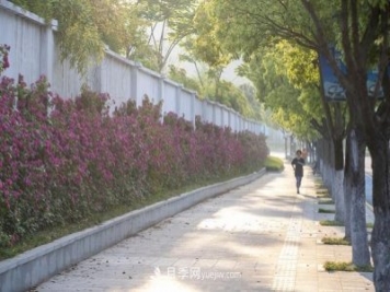 浙江德清：月季花墙扮靓城市