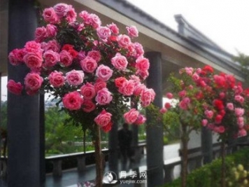 种植和管理树状月季中需要注意的几点，你知道吗？