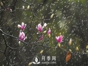 郁金香桃花月季......广州连片花海齐齐奉上邀你赏